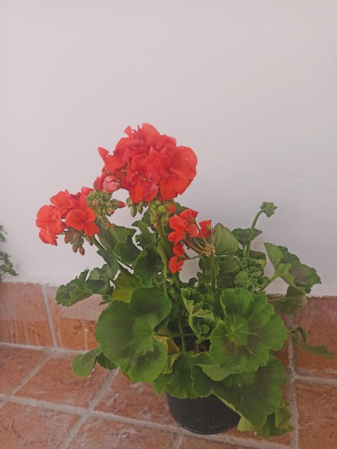La Terrazza Delle Fate Hotel Наполи Екстериор снимка